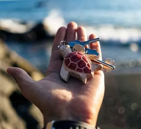 Sea Turtle 度假居 *
